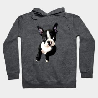 Boston Terrier Cutie Hoodie